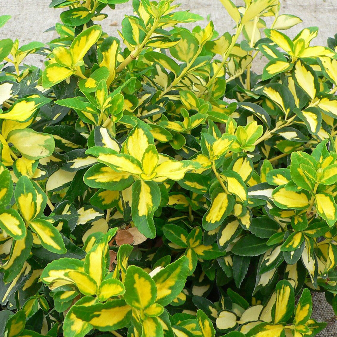 Kúszó kecskerágó (Euonymus fortunei 'Sunspot')
